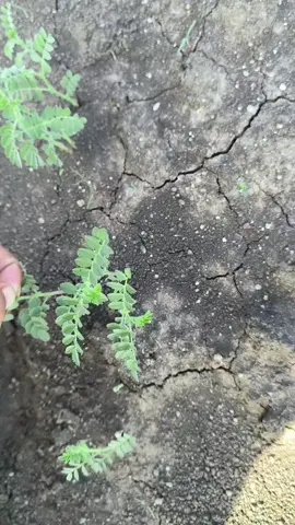 #ကုလားပဲရွက် #အညာသူလေး #fyp 