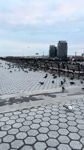 Good morning NYC! #nycpigeons 