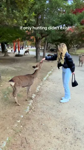 the sweetest fluff balls 🦌  #narajapan🦌 #japan #traveltiktok #solotravel #deer Edit: a video on cute deer in JAPAN and you guys are freaking out about unaliving them. Making a cute travel video personal is crazy 
