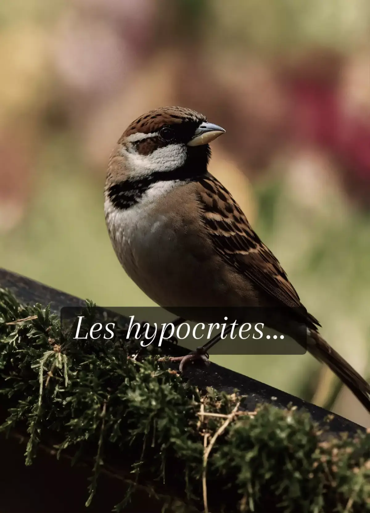 #pourtoi #france #europe #conseil 