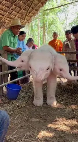 #เทรนวันนี้ #เพิ่งเคยเห็นช้างเผือก 3 หัวให้โชคให้ลาภ