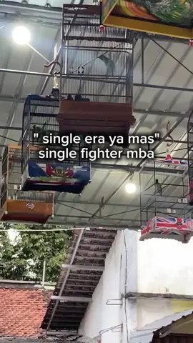 🤙😜#cucakijo  #kicaumaniaindonesia  #fyp  #cucakijoindonesia  #jogjakarta 