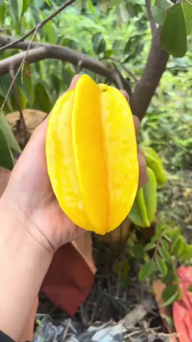 Lên Video hái trái cây tại vường dài dài cho các bạn iu xem đã luôn😁😁 #háitráicây #háitráicâytạivườn #fruit #hoaqua #xuhuong 