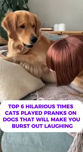Top 6 hilarious times cats played  pranks on dogs that will make you burst out laughing #cat #dog #funnypets #funnyvideo #funnycat 