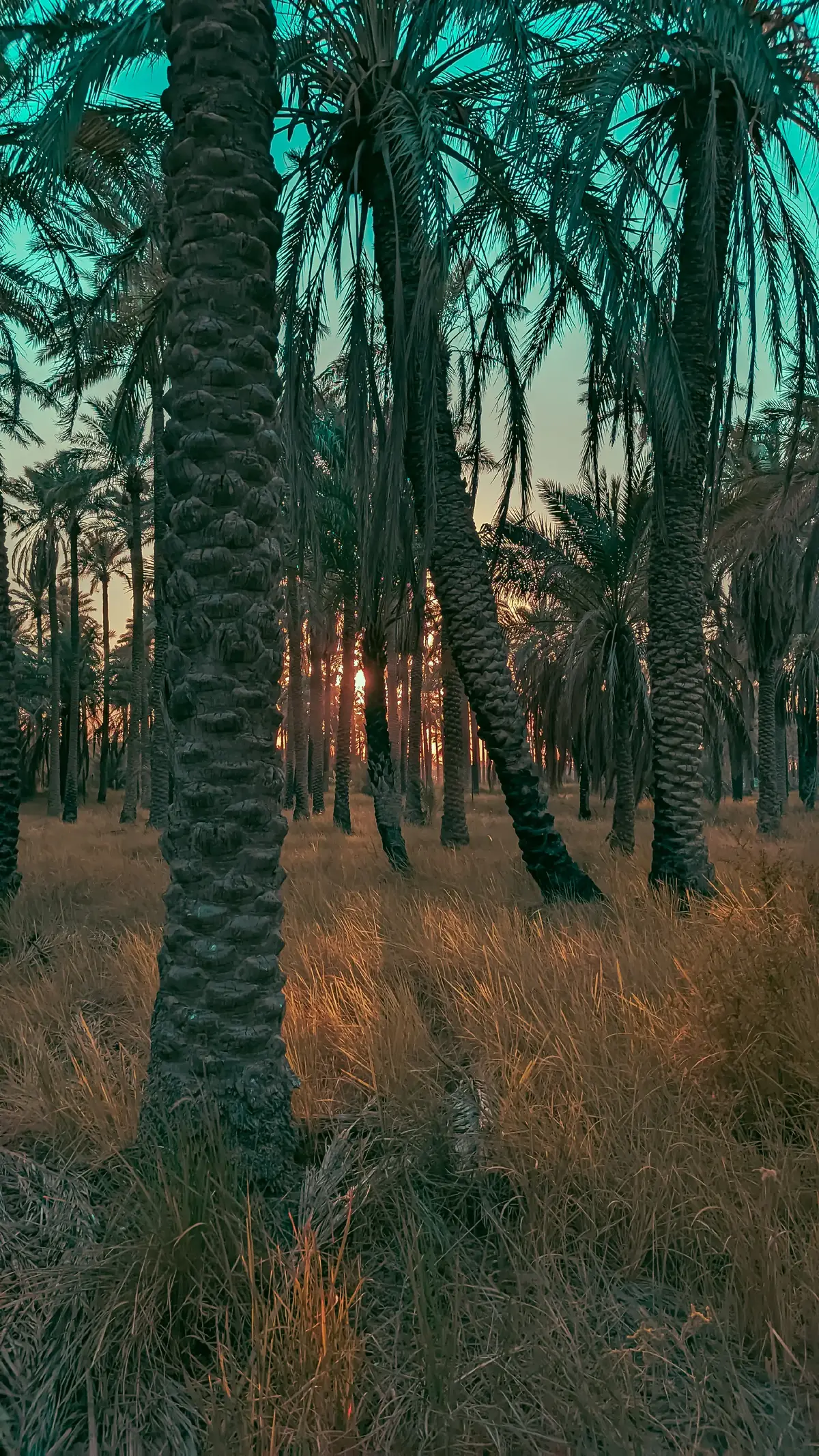 كريم منصور و النخل رموز العراق ❤️❤️ #بغداد #العراق #بساتين #بابل #كريم_منصور