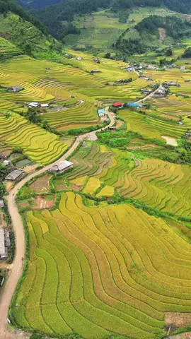 Mùa vàng trên bản #anhdantoc #xaho #ruongbacthang #yenbai #tramtau 