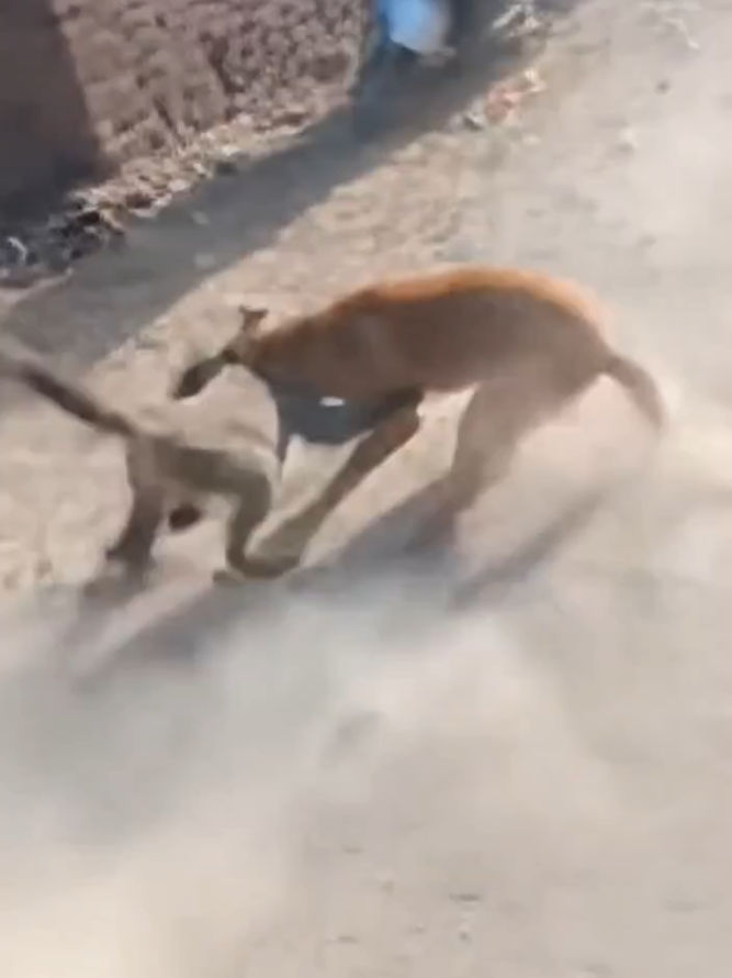 🐒 ROAD RAGE: Monkey vs Dog 15-Sec Street WAR! 😂🔥 #MonkeyVsDog #RoadFight #dog#monkey #funny 