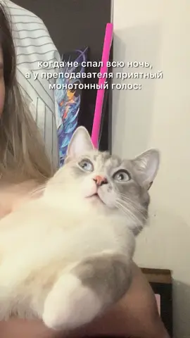 он пытался 😂 #catsoftiktok #приколысживотными #милыекотики #смешныеживотные #приколы 