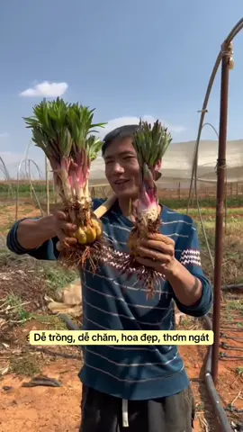 Dễ trồng, dễ chăm, hoa đẹp, thơm ngát. Đó chính là hoa ly. Trồng ly đón Tết #hoalykep #cuhoaly #tronghoadontet #tronghoaly #cuhoalykepcao 