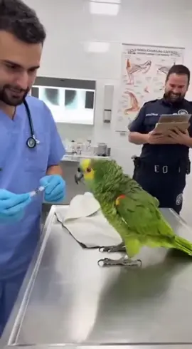 🦜💉 ¿Pequeña inyección? ¡Eso parece una lanza romana! 😂 👇 Dale ❤️ si también odias las agujas. #Humordeloro #LoroGracioso #LoroDramático #ComediaEspañola #videosvirales 