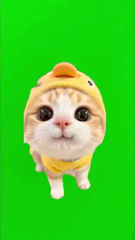 mèo yaopapa #meme #kozyfashion #greenscreen 