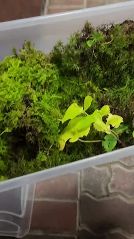 #plantlife#terrium#gardengurl#greenery