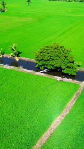 Có ngờ một hơm nước lên ❤️❤️✈️✈️ #nhacchill #flycam #mientay #xh #canhdepthiennhien  