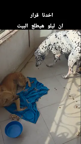 ليلو طلع البيت  #كلاب_كيوت #trending #كلاب #حياة_الكلاب #حيوانات 
