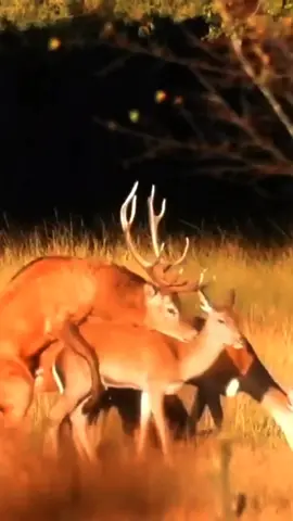 Watch this stunning deer meeting in the wild! 🌿🦌 A new, rare encounter captured in full HD — nature at its finest. Don’t miss this amazing wildlife moment! #deer  #wildlife  #naturelovers  #animalencounters  #fyp2025 