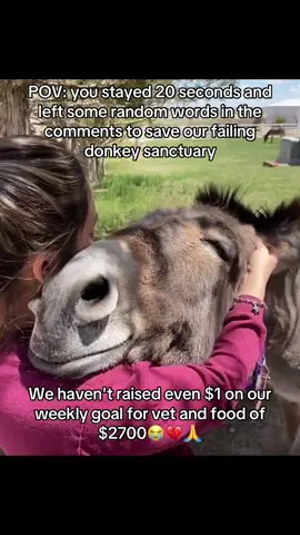 #DonkeyLove #SponsorADonkey #DonkeySanctuary #DonkeyRescue #AnimalRescue     