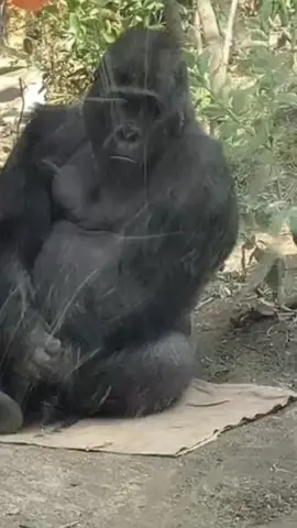 butuh kopi sareng udud euyy#aslamualaikum #hiburan #fypシ゚viral 