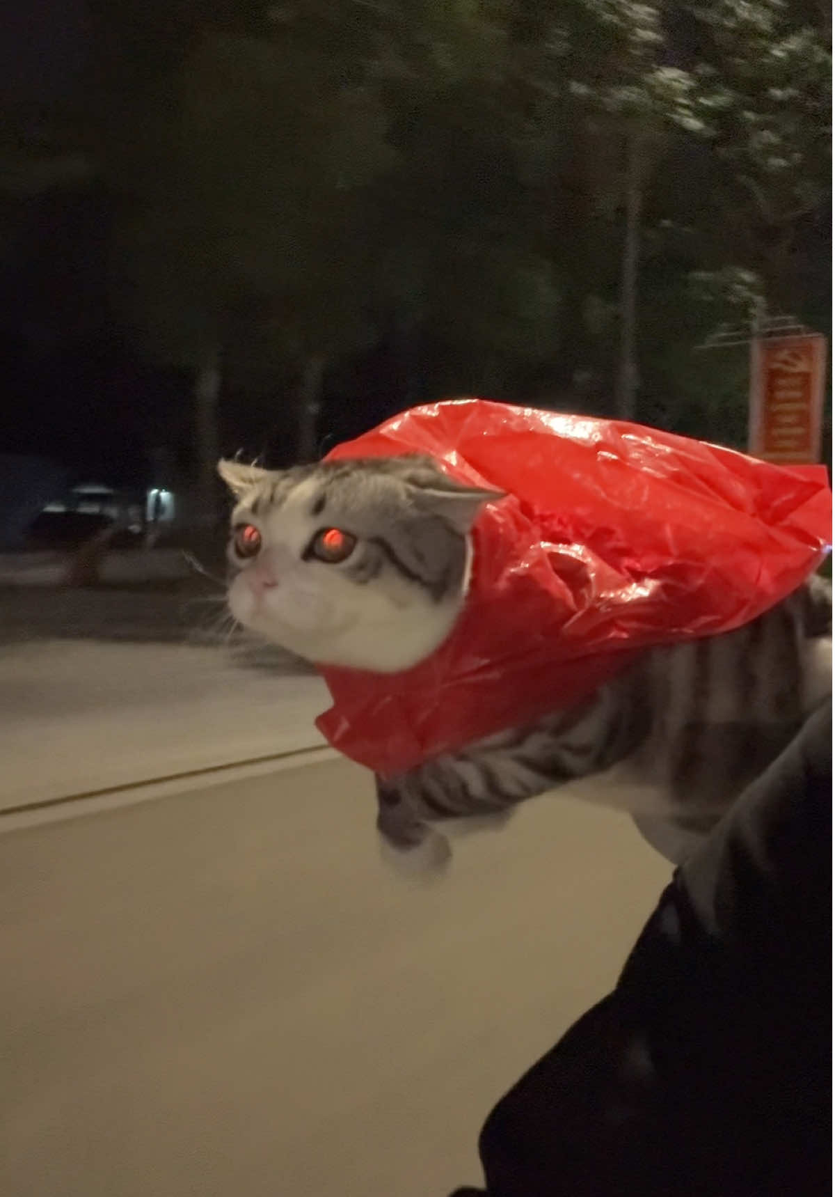 Superman kinh phí thấp 🗿 #pheobinmacca #catsoftiktok #fyp 