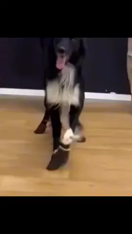 . . . . . #dogdesfilando #chanel #videoviral #dog #fyp 