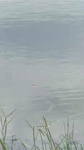 kambangane ngetrikk#isantkempros #mancing#undlup#wadukkedungombo #wadukcengklik 