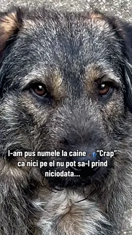 🐶🐕#fy #viral #crap #caine #pescartv 