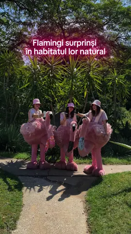 Și noi, ca flamingii, la un pahar de vorbă. 🍷 #365deziledevara #verite #romania #fyp