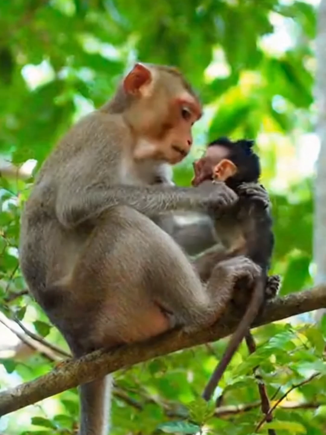 #CuteAnimals #NatureLove #AnimalFriendship (2)#monkeyvideos #monkeysoftiktok