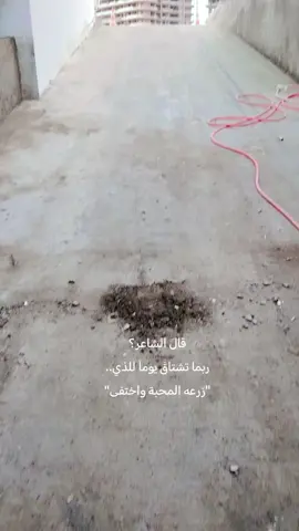 #ربما_تشتاق_يومآ_للذي_زرع_المحبة_واختفى #شعراء_وذواقين_الشعر_الشعبي #شعر_عراقي_شعبي #لايكات_الاكسبلور_متابعه،مشاركة 