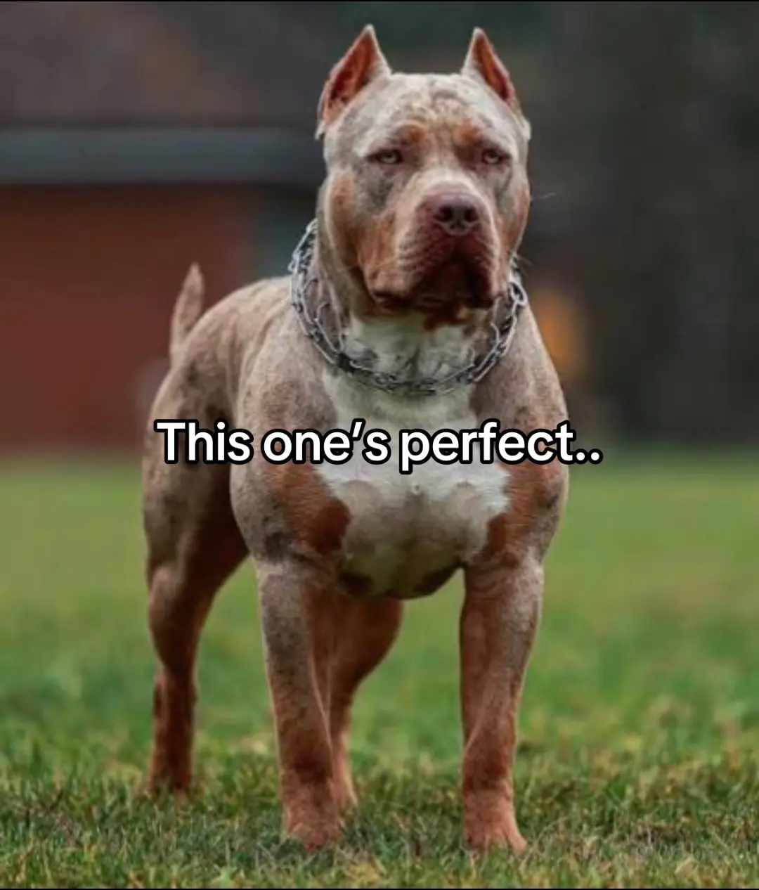 #specialdog #foryou #creglistdog