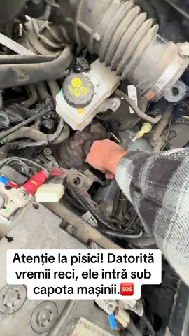 #pisicasubcapota #pericol 