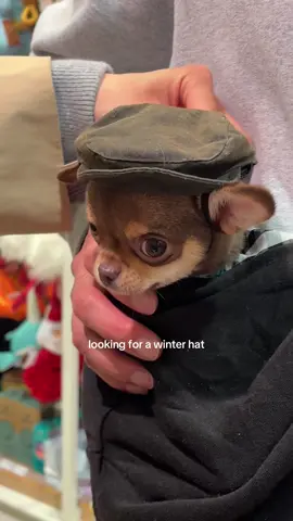just doing some window shopping #chihuahua #chocolatechihuahua #chihuahuapuppy #puppy #doglife @Barbour 