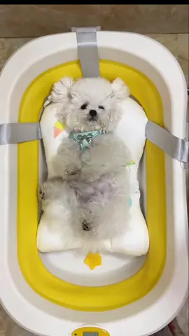 #CutePuppy #BichonFrise #DogBath#Cute #PetSpa 