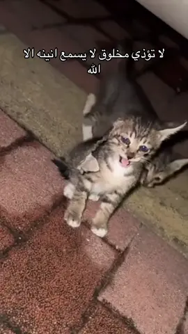 #احبكم_بناتي💗😭 #انا_عمتكم🙀 #قطط_شارع #قطط_شوارع #قطط_شوارع_محتاجه_رعايه 