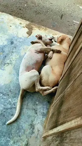 Khê#dog #cutedogs #loveanimals #pet #trending 