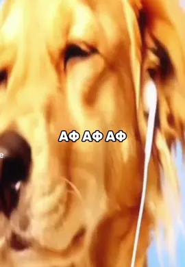 тгк с сабачками scboy40000