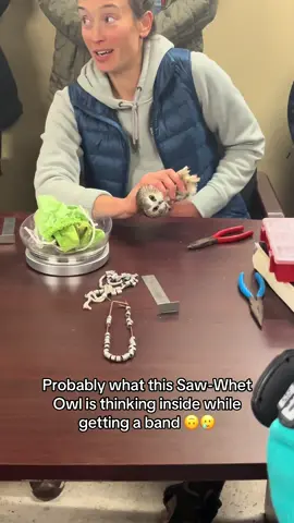 Guys, I promise the bands don't hurt, and the owl is all fluff and feathers, she's holding him properly 😭 #owl #sawwhetowl #banding #bird #cute 