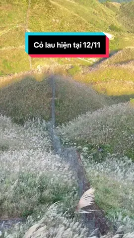 Cập nhật cỏ lau 12/11 ,tranh thủ đi Bình Liêu thôi mn ơi#LộcHDVbảnđịa #Bìnhliêu #Cỏlau #Tourguider #sốnglưngkhủnglong 