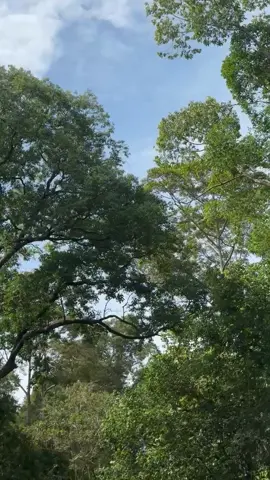 #y15zr #butterfly #bismillahfyp #fypシ゚viral #foryou 