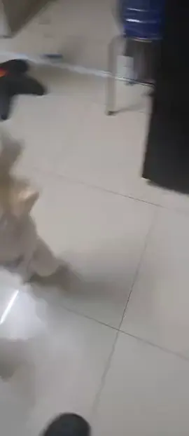 nhà có 2 cục nợ để giữ nhà 😂😂