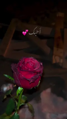 احب ولو يموت الحب وتصير القلوب رماد#خاطرة_حب #تصميمي 