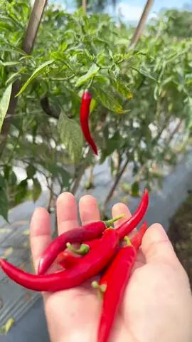 Petik cabe tetangga🌶️