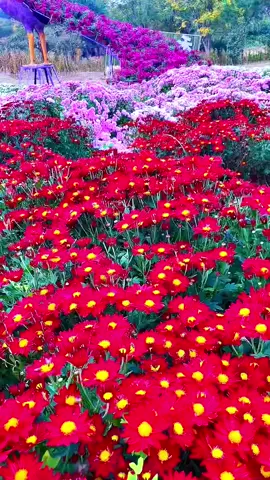 #creatorsearchinsights #gardeningfun #plantactivities #diygarden #PlantLover 