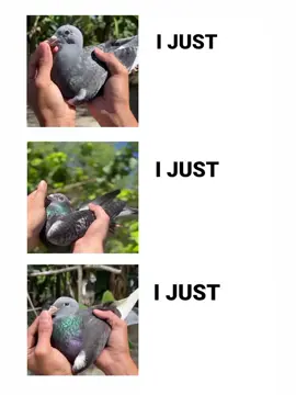 Jan aarden🙏🙏#kalapatidsph🇵🇭 #pigeon #kalapatids #foryourpage #fy 