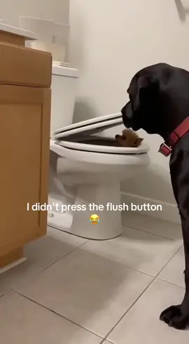 Don't be so arrogant to me, puppy. 😂😂😂#dog #dog #funnydog #pet