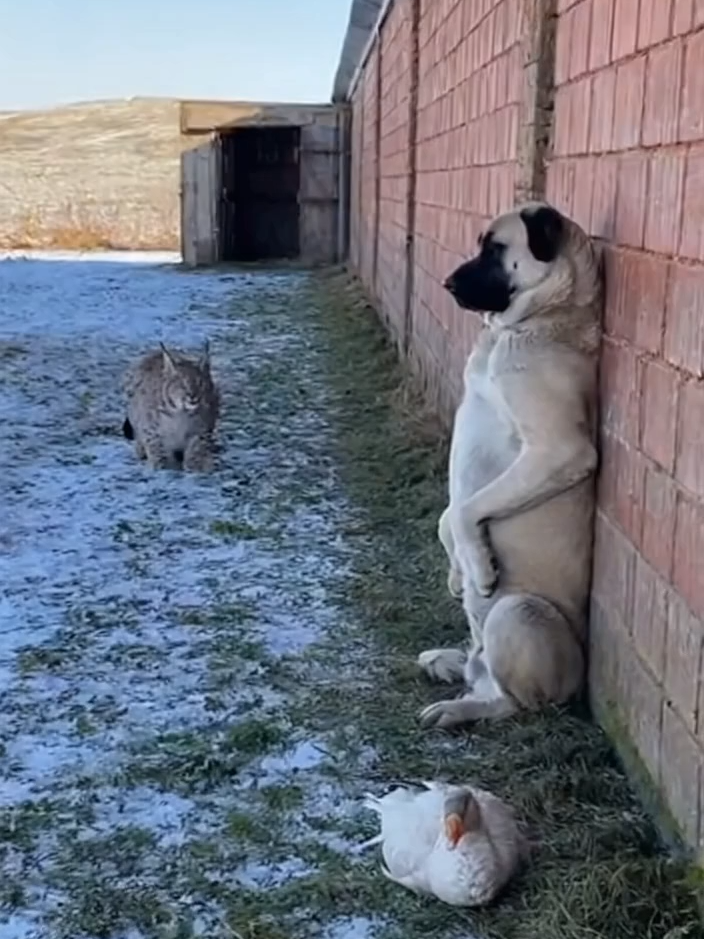 A lynx stalking a goose gets the shock of its life from a hidden guardian.#KangalDog #LynxEncounter #AIWildlife #CinematicAI #Goose #WinterFarmyard #WildlifeTension #NatureSurprise #Sora2 #AIshortfilm