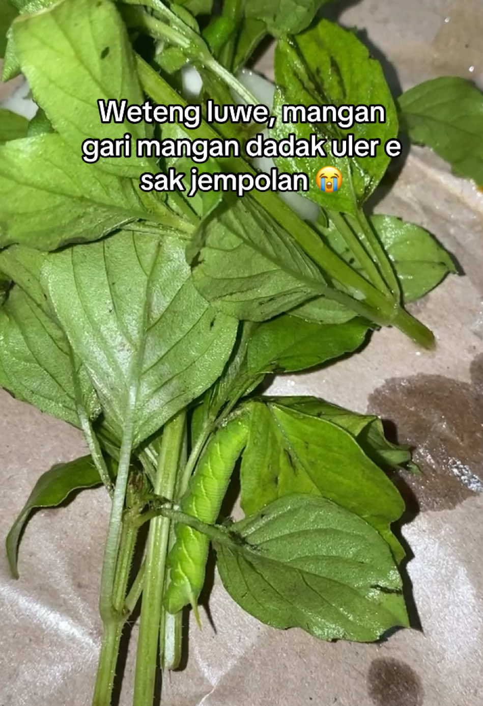 Di buang sayang, di makan gak kolu 😭 piye cah  #fyp #fyppppppppppppppppppppppp 