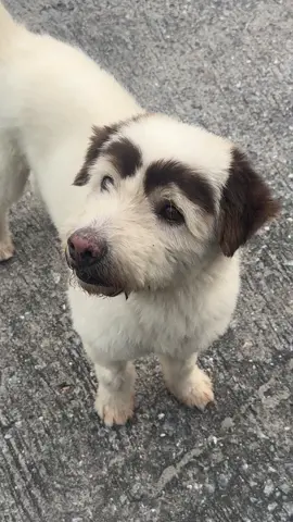 กันคิ้วหน่อยมั้ยจาาา #ตลก #มีม #หมาตลก #หมาน่ารัก #สัตว์เลี้ยงtiktok 