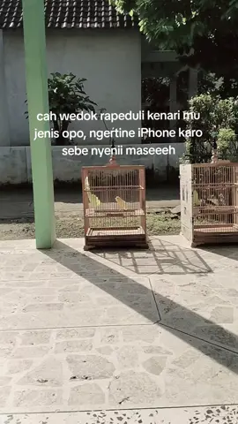 Kenari nyeni masseehh#canarias🇮🇨 #kenarisurabaya #kenarigacor #kenarimania #kenarimaniaindonesia 