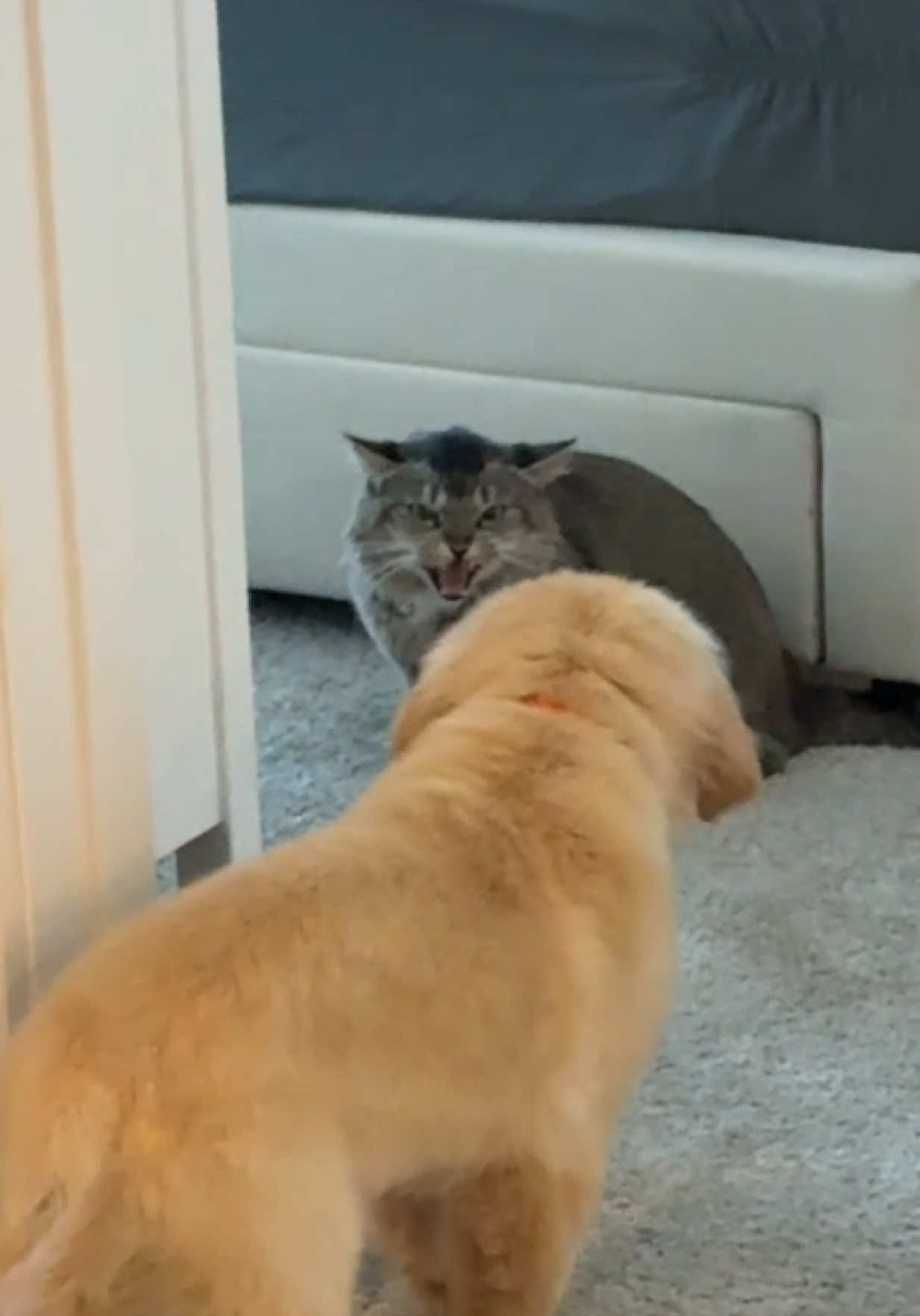 Chief’s attempted self-introduction turned into a lesson in rejection. I think he handled it pretty well.  #goldenretriever  #goldenretrieverlife #goldenretrieverpuppy #catsoftiktok 