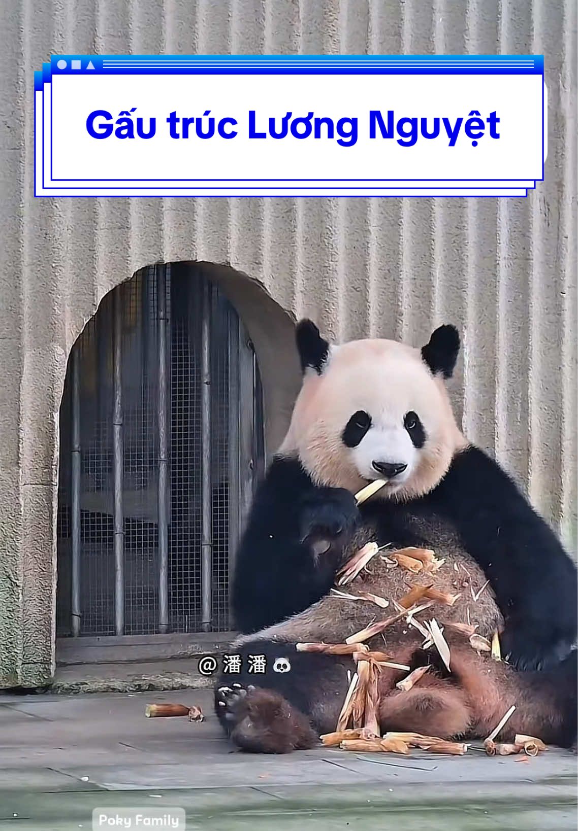 Lương Nguyệt tranh thủ ra ngoài hóng mát, vừa ăn vừa ngồi trước cửa canh chừng con ~ Một lát sau Tiểu Nguyệt chủ động ra tìm mẹ, chắc đói rùi kêu mama về ún sữa 😄 #Liangyuepanda #Lươngnguyệtpanda #Trùngkhánh #gấutrúc #panda 